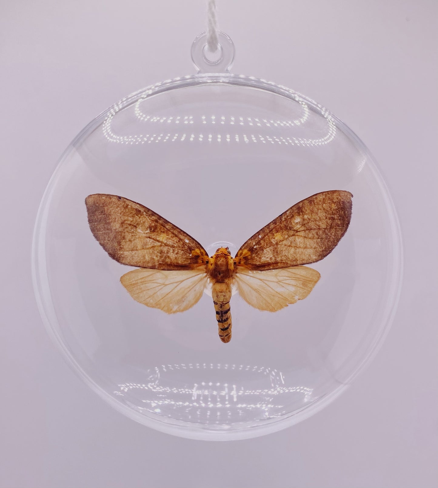Tan and orange moth ornament