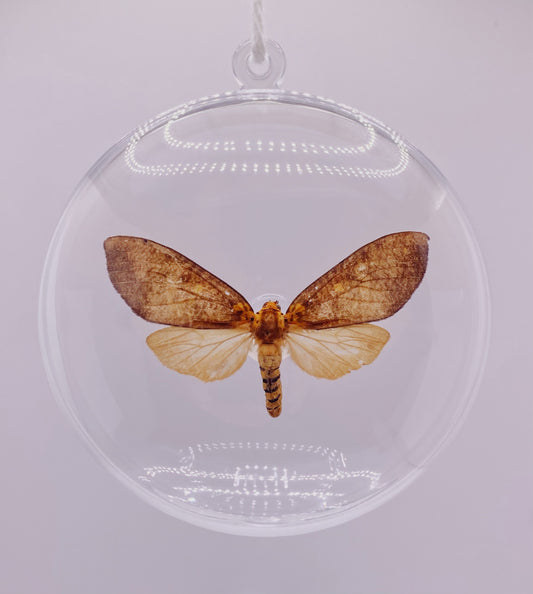 Tan and orange moth ornament