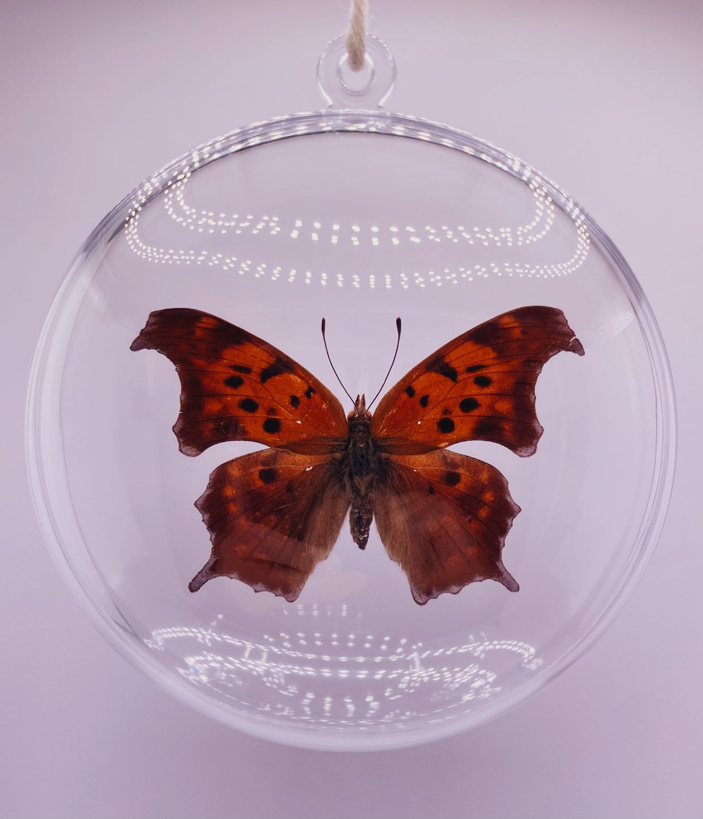 Orange and black butterfly wing ornament