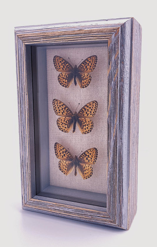 Orange and black butterflies in gray wooden frame